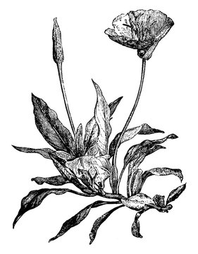 Oenothera Missouriensis Latifolia vintage illustration.
