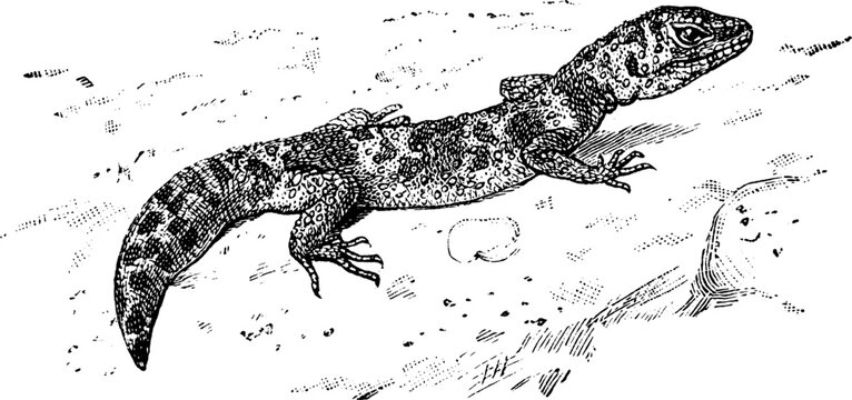 Leopard Gecko, vintage illustration.