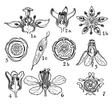 Orders of Simarubaceae, Burseraceae, Meliaceae, and Malpighiaceae vintage illustration.