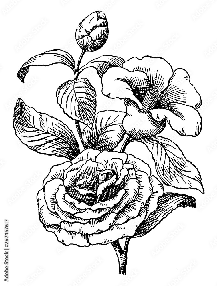 Wall mural Camellia vintage illustration.