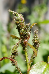 An infestation of Aphids on Rose buds