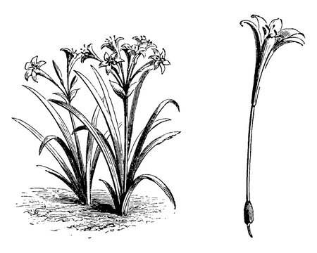 flower, Pancratium, Maritimum, leaves, linear, evergreen, white vintage illustration.