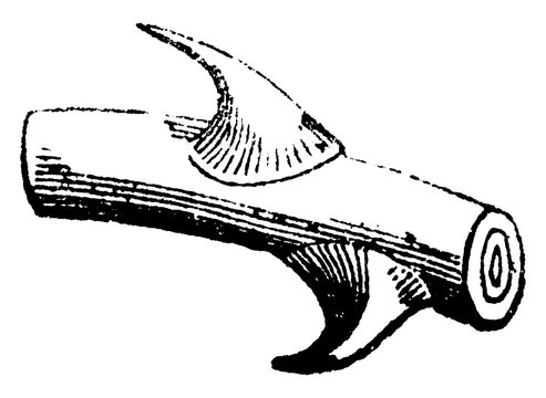 Aculeus vintage illustration.