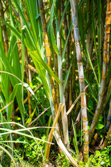 fresh sugarcane from garden
