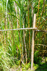 fresh sugarcane from garden