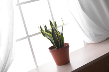 Houseplant on window sill. Home decor element