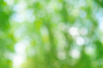 Green bokeh out of focus background from tree in nature, soft color, abstract art