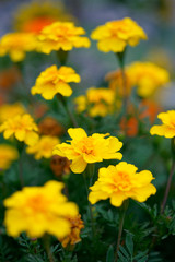 Marigold yellow flowers with green leaf