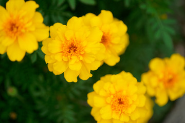Marigold yellow flowers with green leaf