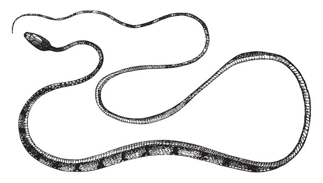 Dipsas Cyanodon, vintage illustration.