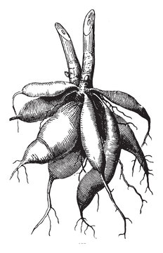 Dahlia Root vintage illustration.