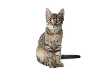 Foto auf Acrylglas Grey tabby cat on white background. Adorable pet © New Africa