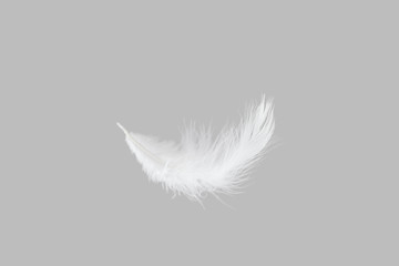 Soft single white feather falling down in the air