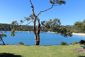 Tree on Rock Island Balmoral Beach Sydney