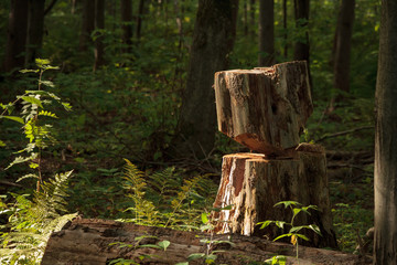 Obraz premium stump in forest