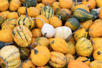 A large pile of decorative pumpkins of various shapes and colors