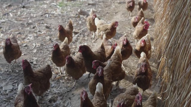 Brown chickens pecking feed in free range on barnyard at poultry farm, handheld shot.