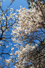Ipes white tree flowering grove in the municipality of Marilia