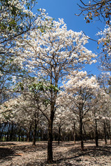 Ipes white tree flowering grove in the municipality of Marilia