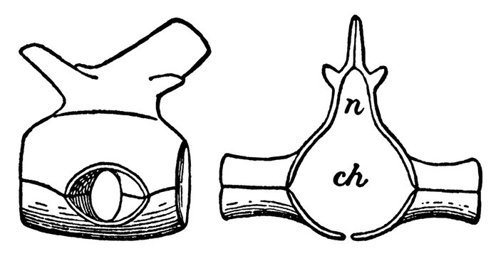 Dorsal Vertebra of the Hylonomus, vintage illustration.