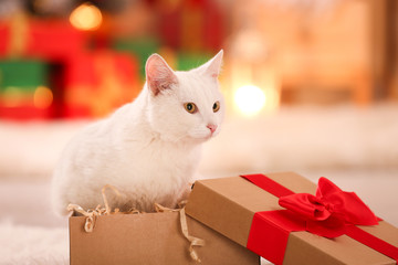Cute white cat in Christmas gift box indoors. Adorable pet © New Africa