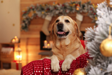 Cute dog on sofa in room decorated for Christmas. Adorable pet