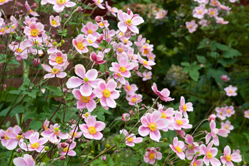 Fototapeta Beautiful anemone hupehensis blossom in garden. obraz
