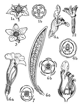 Orders of Solanaceae, Scrophylariaceae, Bignoniaceae, and Pedaliaceae. vintage illustration.