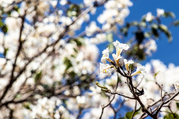 Ipes white tree flowering grove with selective focus in the municipality of Marilia