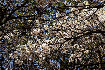Ipes white tree flowering grove in the municipality of Marilia