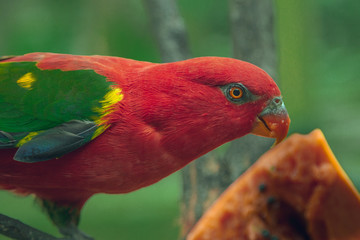 Papaya parrot