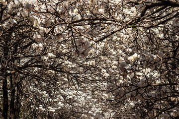 Ipes white tree flowering with selective focus in the municipality of Marilia