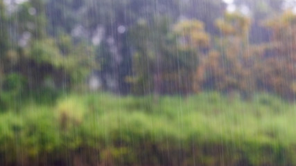 Heavy downpour of rain in tropical forest