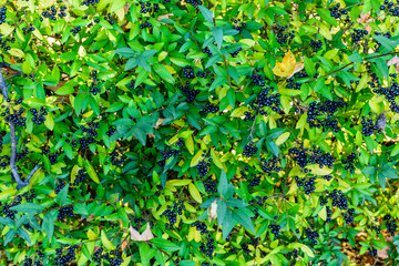 Fototapeta na wymiar Berries on a bush of common privet plant (Ligustrum vulgare)