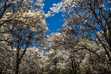 Ipes white tree flowering grove with selective focus in the municipality of Marilia