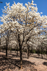 Ipes white tree flowering grove in the municipality of Marilia