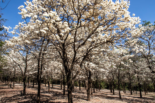 Ipes white tree flowering grove in the municipality of Marilia