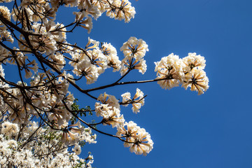 Ipes white tree flowering grove in the municipality of Marilia