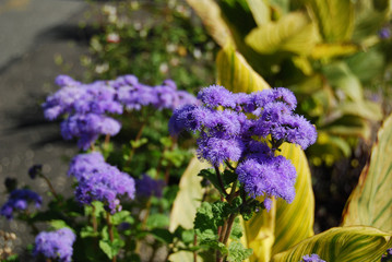 Purple Flowers