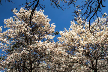 Ipes white tree flowering with selective focus in the municipality of Marilia