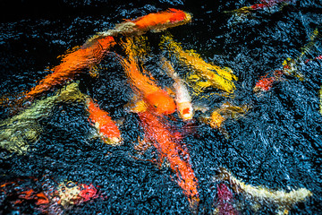Obraz na płótnie Canvas The texture of the water surface wave and the reflection of the light and colour of the koi fishes under the water surface that is swimming around.