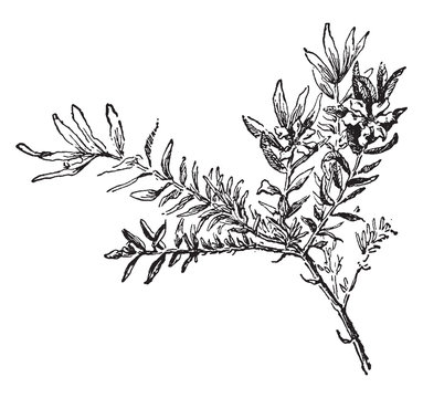 black and white botanical drawing clip art preview