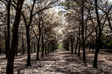 Fototapeta premium Ipes white tree flowering grove in the municipality of Marilia