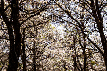 Ipes white tree flowering grove in the municipality of Marilia