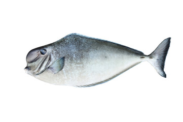 Naklejka premium トサカハギ