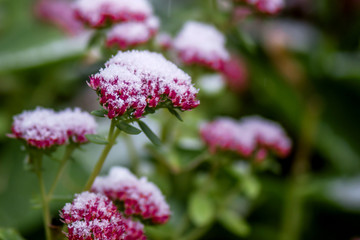 Sedum Autumn Joy in a snowning day