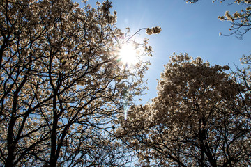 Ipes white tree flowering grove in the municipality of Marilia