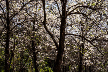 Ipes white tree flowering with selective focus in the municipality of Marilia