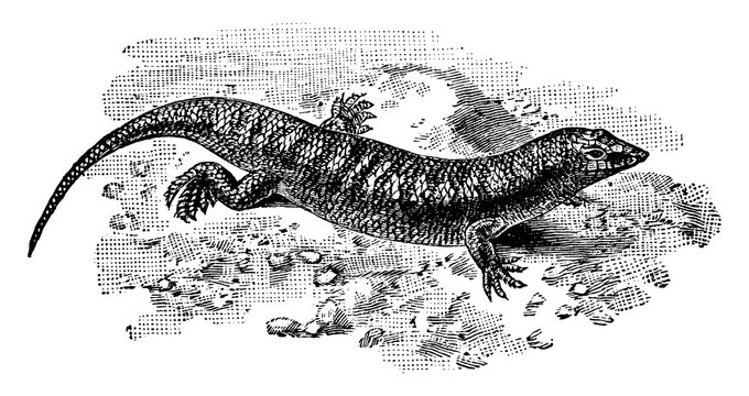Sandfish Skink, vintage illustration.