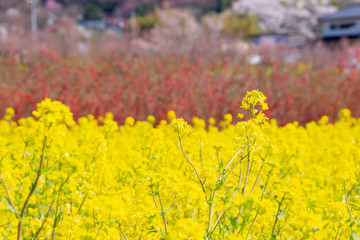 春 菜の花 菜の花畑 新生活